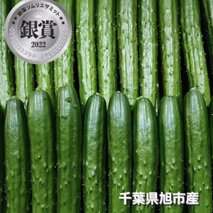 【特別価格】星3つ取得！新鮮朝採りA品きゅうり1.8kg～2.0kg