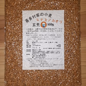 2021年収穫分　小麦玄麦500g！！喜多村家の小麦　2021年産ミナミノカオリ