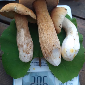 ◆ニセコ産天然生ポルチーニ茸