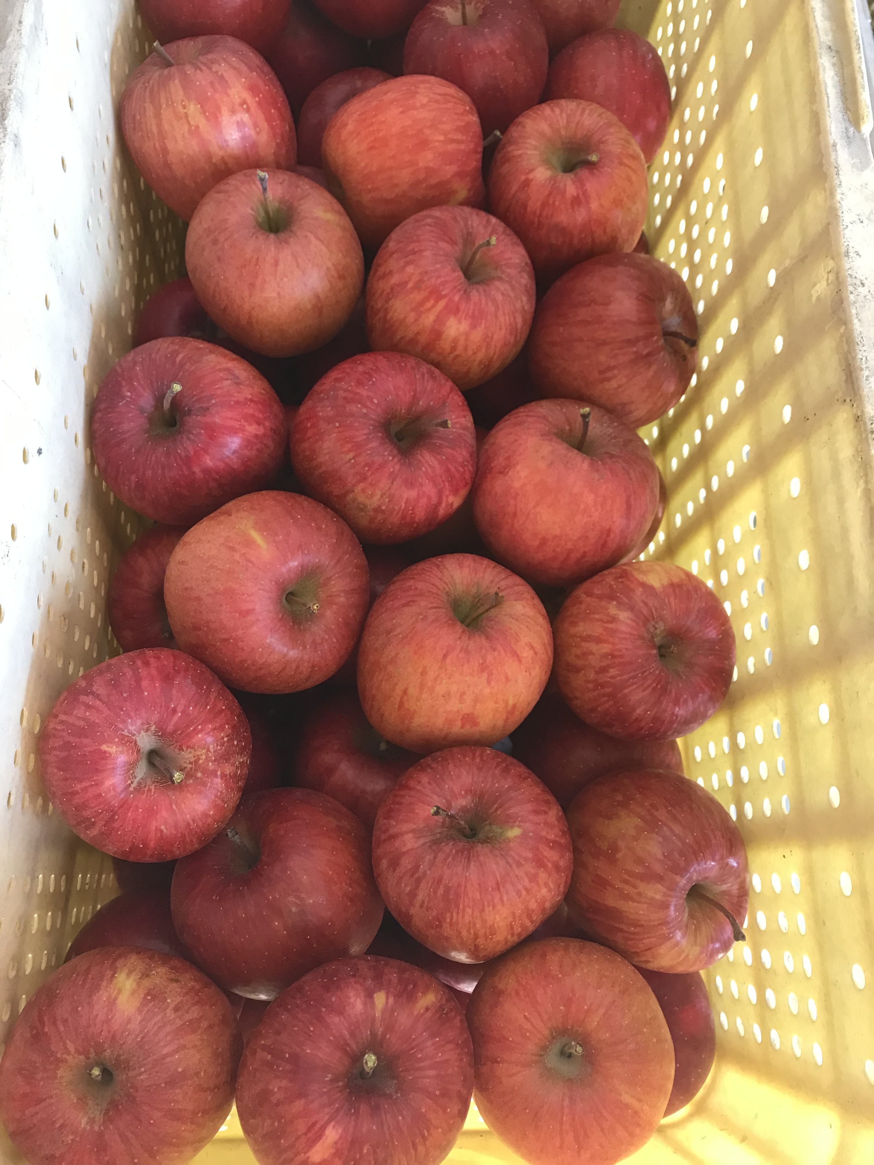 家庭用 サンふじりんご 小玉果のみ 2サイズ 5キロ箱入り