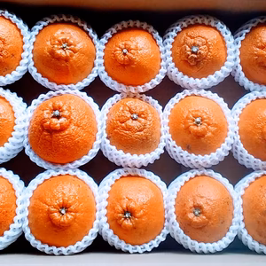 【贈答用】「不知火」デコボン（糖度13度）箱入