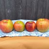 【ご家庭用りんご】酸味と甘みパリッと「秋映」＆サクッと甘～い「シナノスイート」