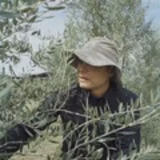 湯浅 純 | 南アルプスのオリーブ畑　ながら