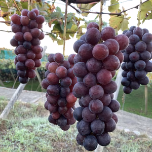 2品種！大房BKシードレス&葡萄の王様巨峰！２kg以上！重くて3房〜4房で目一杯