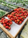 ２P入り　お試し用　完熟　香り高いさちのか　苺