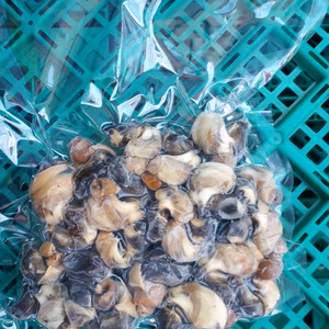 鮮度抜群！黒バイ(本バイ、バイ貝)、むき身冷凍