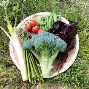 ブロッコリーの野菜セット（4種類以上）