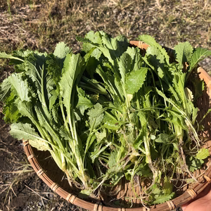 【ベビーリーフ】自然の中から元気に生えてきたワイルドカラシナたち