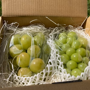 親子共演！　訳あり雄宝1キロ房とシャインマスカット特大1キロ房　セット！