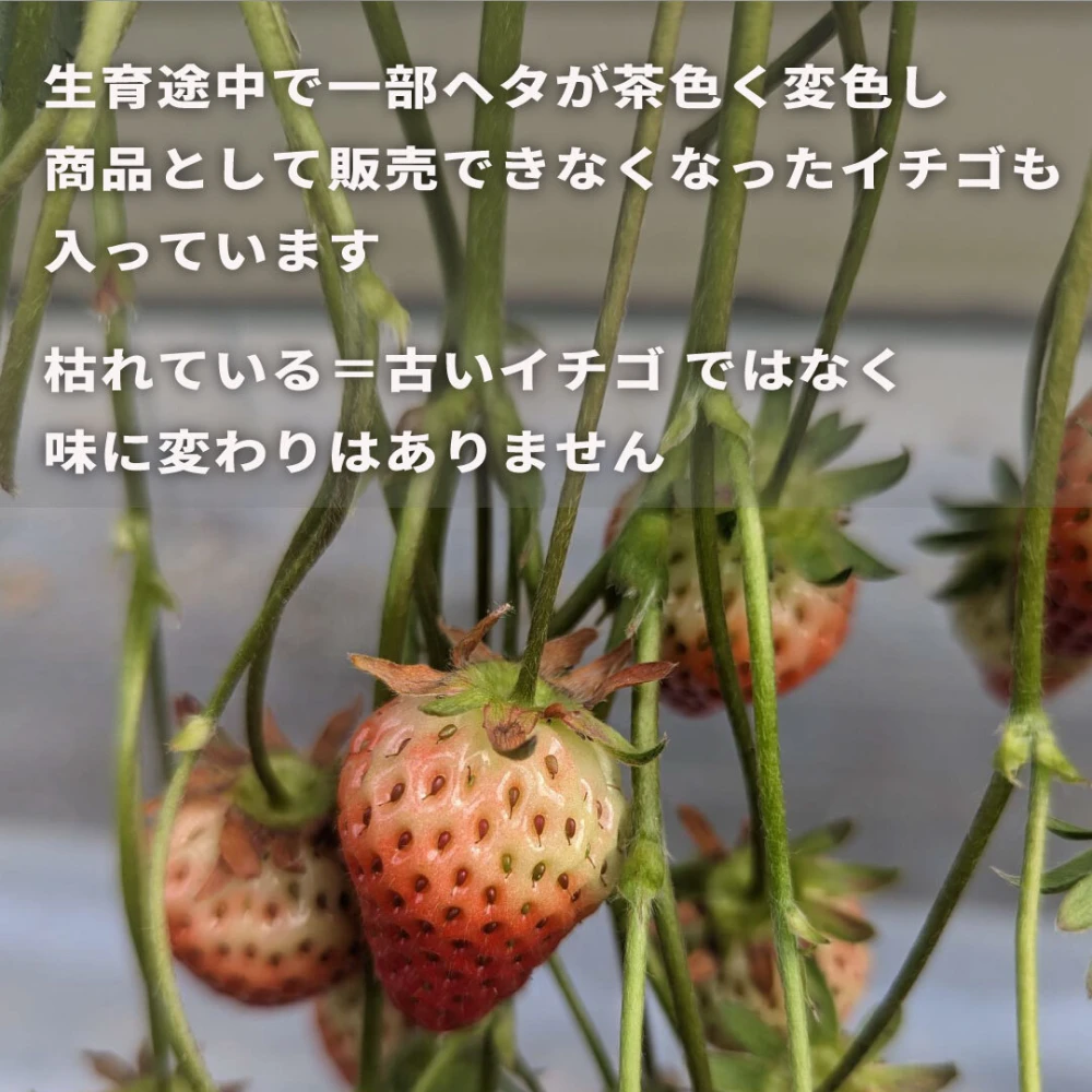 【訳あり特価品】ボリュームたっぷり！完熟小粒イチゴ 780ｇ×6箱