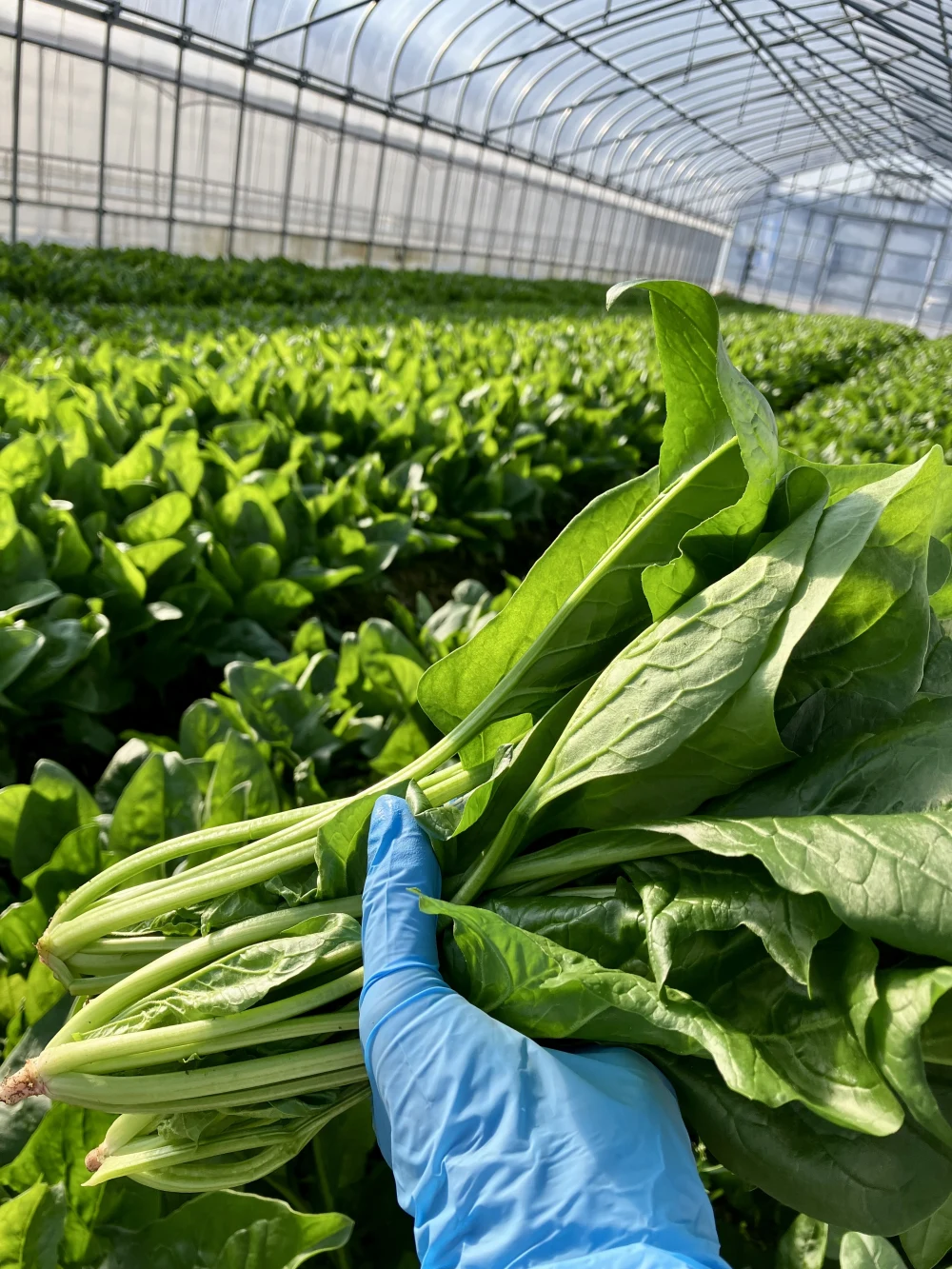 近江牛の堆肥で育てた採れたて野菜セット♪湖国からの旬便り