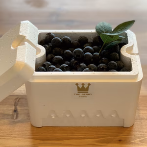 5月から発送【中粒】朝採り 完熟ブルーベリー 350g〜