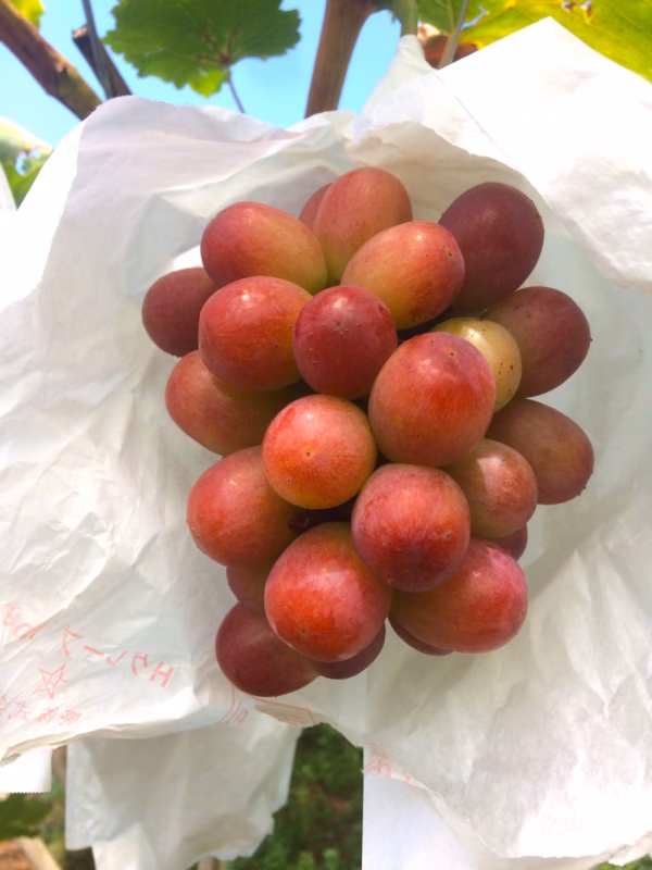 【数量限定】皮ごと食べられる種なし品種サニードルチェ