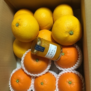 あさみ農園 冬の柑橘フルーツセット