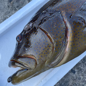 【魚突き】スジアラ4.4kg 鱗、内臓処理済