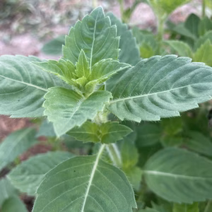 フレッシュハーブ　ホーリーバジル