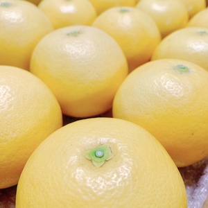 《大箱☆２４玉》さわやか＊グレープフルーツ・さがんルビー