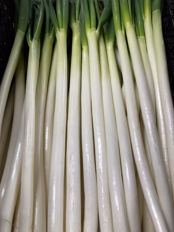 「白ネギ」常温便ネギとろ〜り柔らか♡甘さある長ネギ～こだわり堆肥
