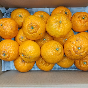 残りわずか　不知火　B品家庭用　箱込み4.5キロ/9キロ