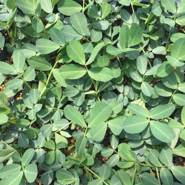 生茹で落花生を食べたことがありますか？【11月上旬発送予定】