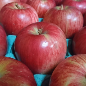 秋田から　シナノスイート20玉　Mサイズ