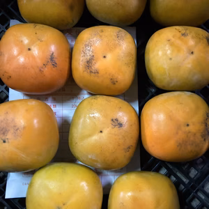 雨被害の柿　刀根柿（ご家庭用2キロ箱込）