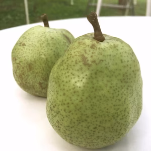 家庭用ラ・フランス【約3kg(8〜10個)】