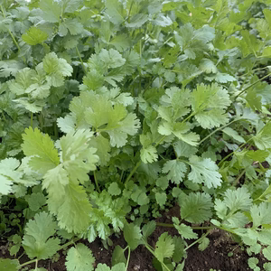 路地栽培　パクチー　農家直送