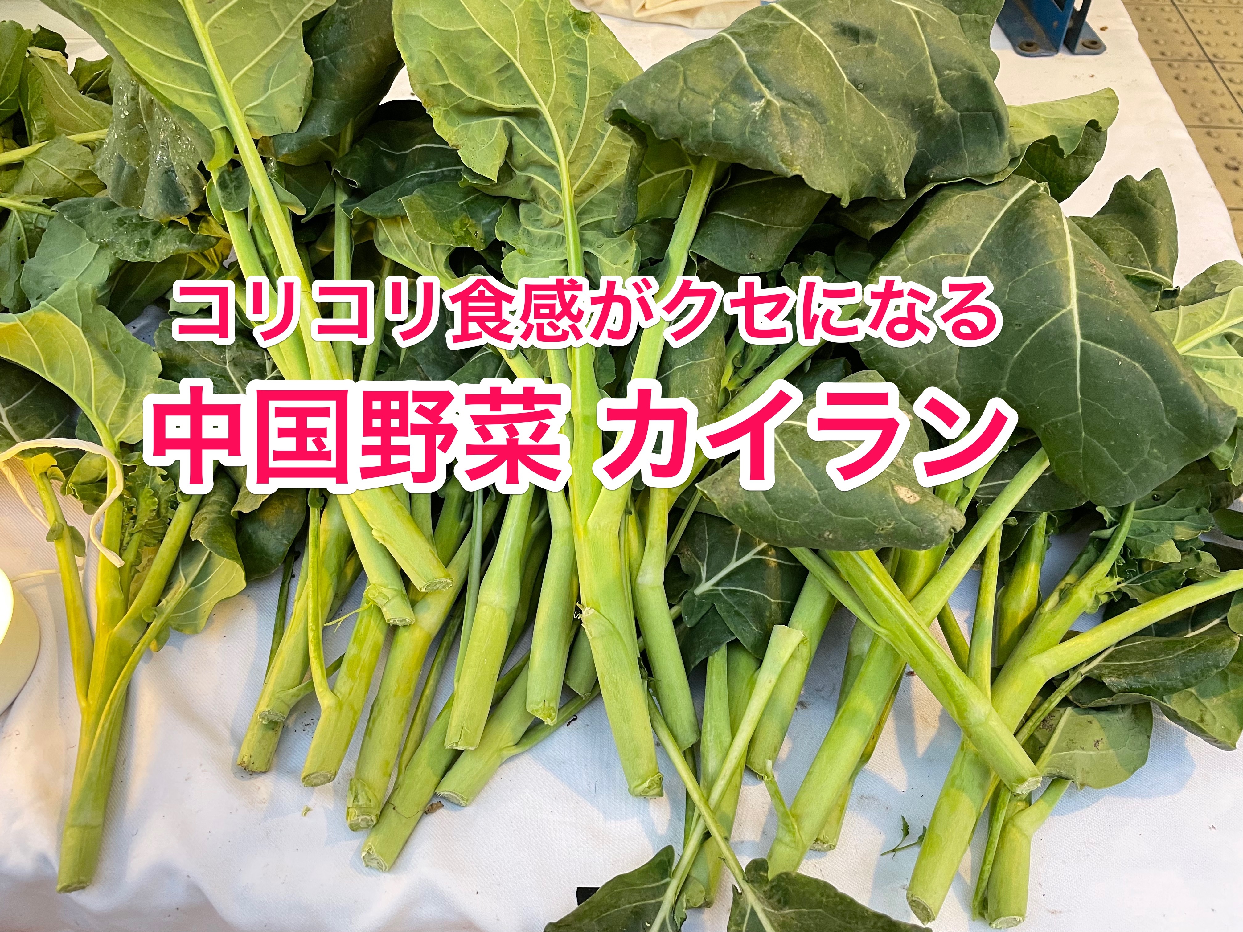 【冷蔵便】芥蓝/芥藍/カイラン/カナー/朝採り/千葉県産/約3kg入 海外から輸入 冷蔵便】芥蓝/芥藍/カイラン/カナー/朝採り/千葉県