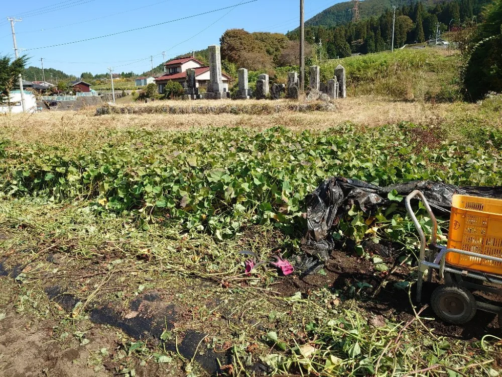 伊東農園のシルクスイート(3kg)上品な甘さのサツマイモ!