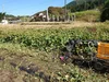 伊東農園のシルクスイート(3kg)上品な甘さのサツマイモ!