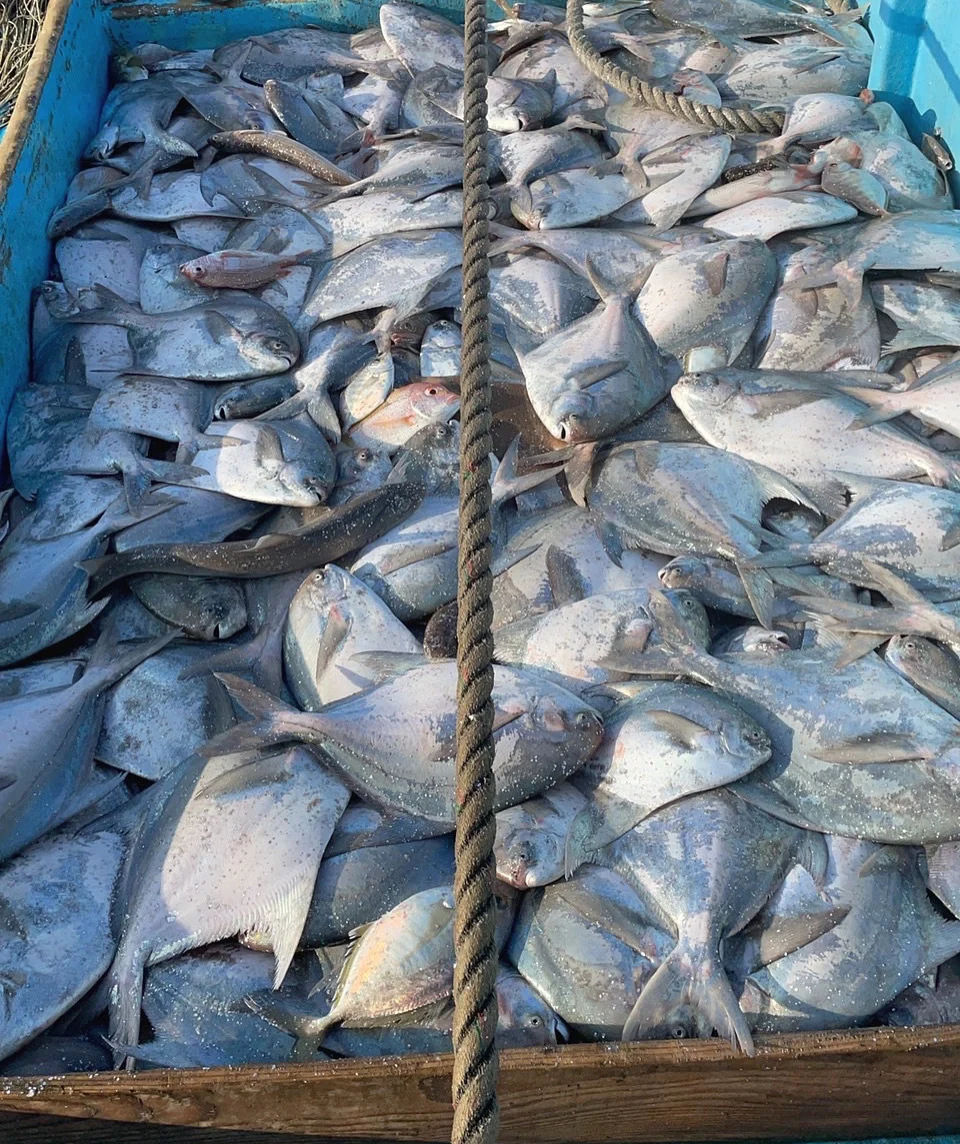 お試し！新鮮！鮮魚セット