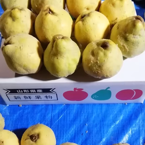 P訳あり【くぼみ、斑点、小傷】3kg×1箱 マルメロ(通称カリン)  