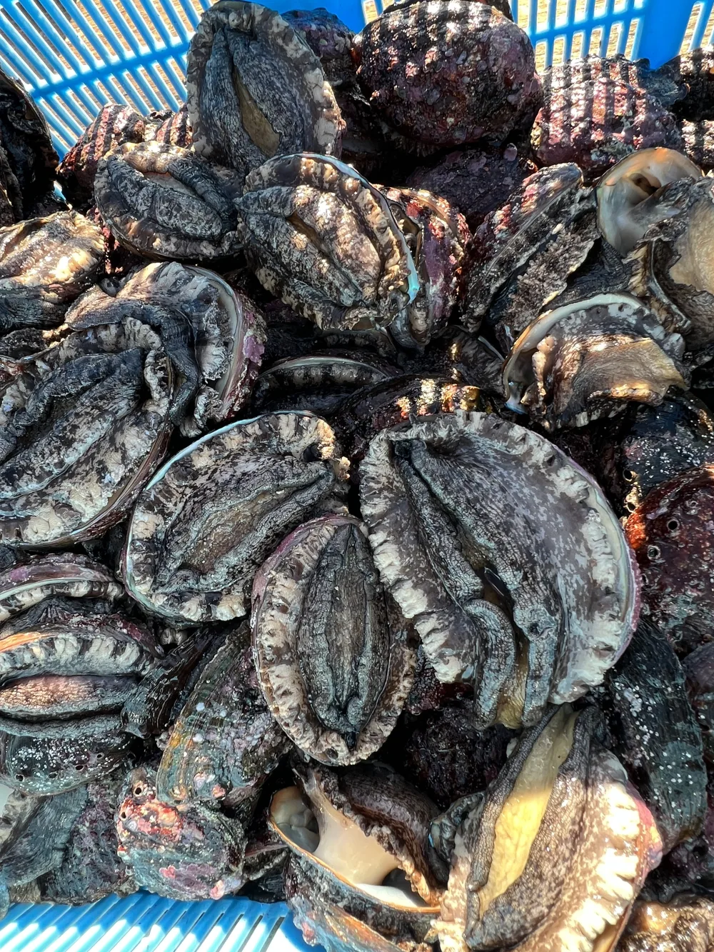 ☆北海道利尻島産☆活蝦夷鮑500g〜1kg