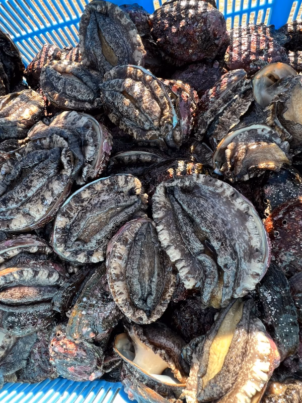 ☆北海道利尻島産☆活蝦夷鮑500g〜1kg