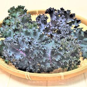 農薬不使用栽培　　カーリーケールレッド