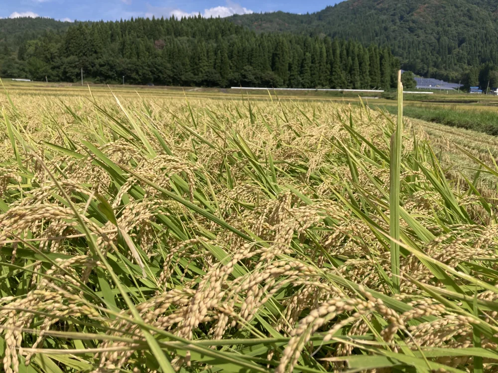 2023坂長家のこだわり淡雪こまち精米