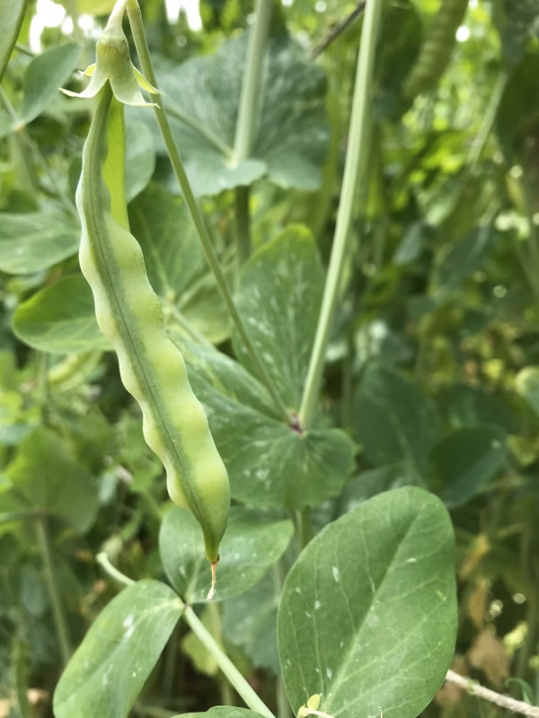 味がしっかり、不耕起栽培のサヤ付きグリーンピースです。