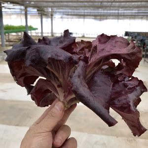 アントシアニンリッチ！話題の｢ワインドレス｣（無農薬･砂栽培）