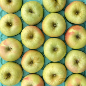 【販売開始！】青森県産りんご「ぐんま名月」家庭用 贈答用 キズ有　光センサ