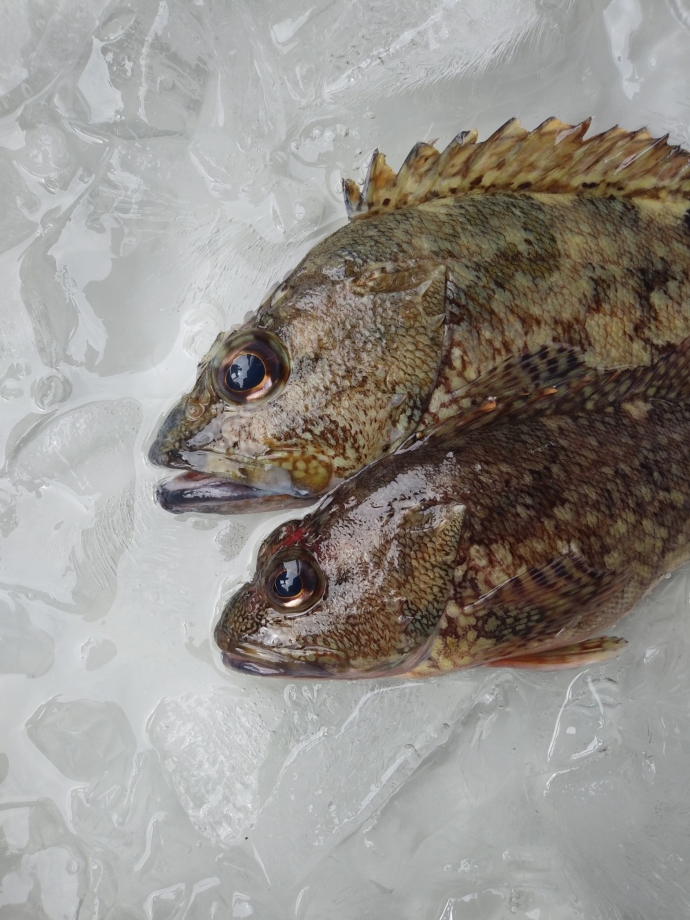 活き〆 丸のまま 日本本土最西端の海で大切に育てたカサゴ 農家漁師から産地直送の通販 ポケットマルシェ