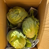 【期間限定】【旬】甘さが凝縮！寒締めキャベツ（１玉約700g～1000ｇ）　
