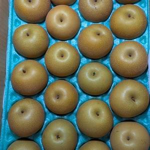 豊水20玉4.4kg