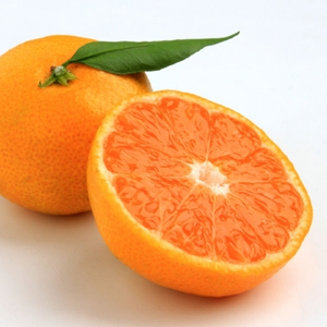 季節の柑橘おまかせセット