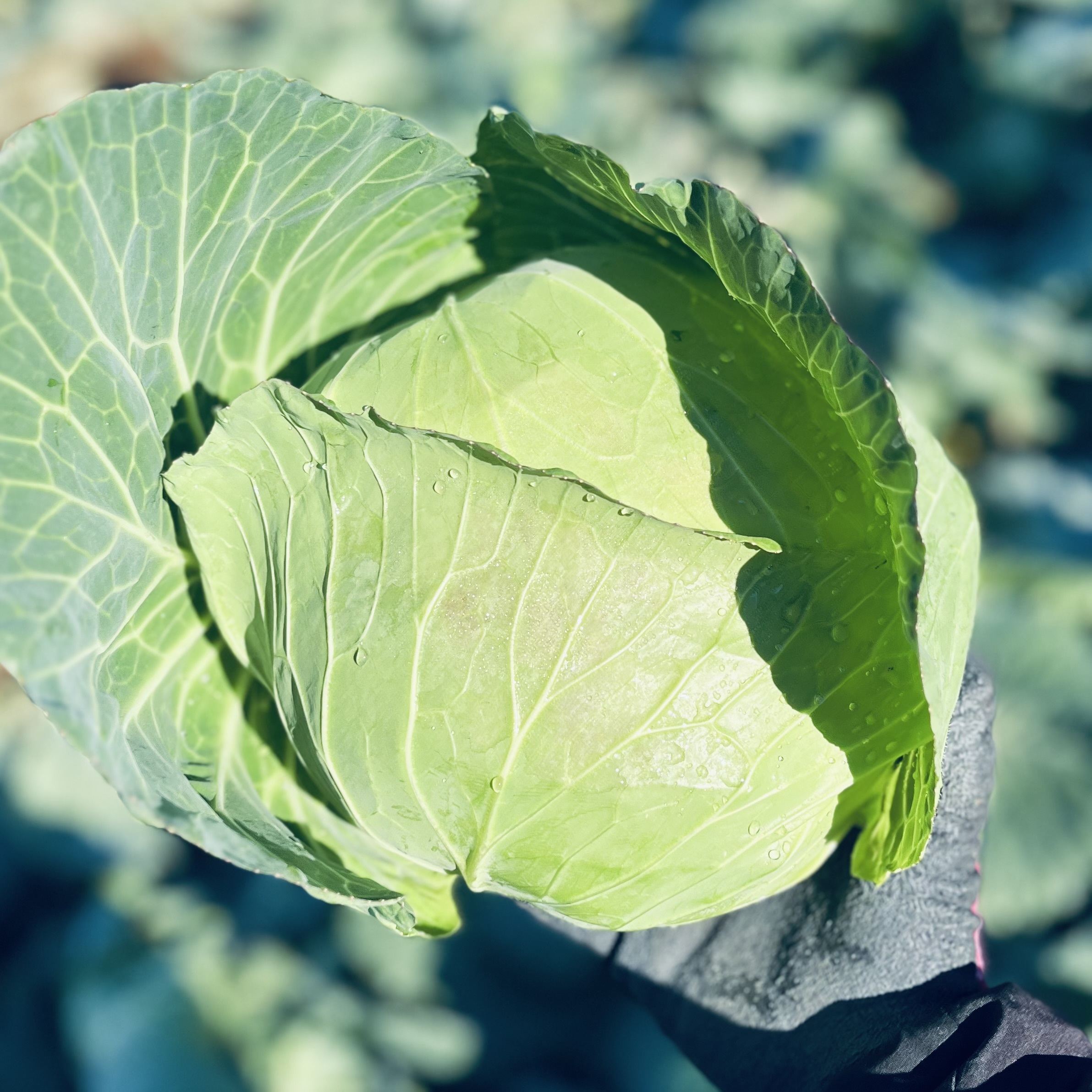 きゃべつん  81b5aHoOJZL._AC_UF350,