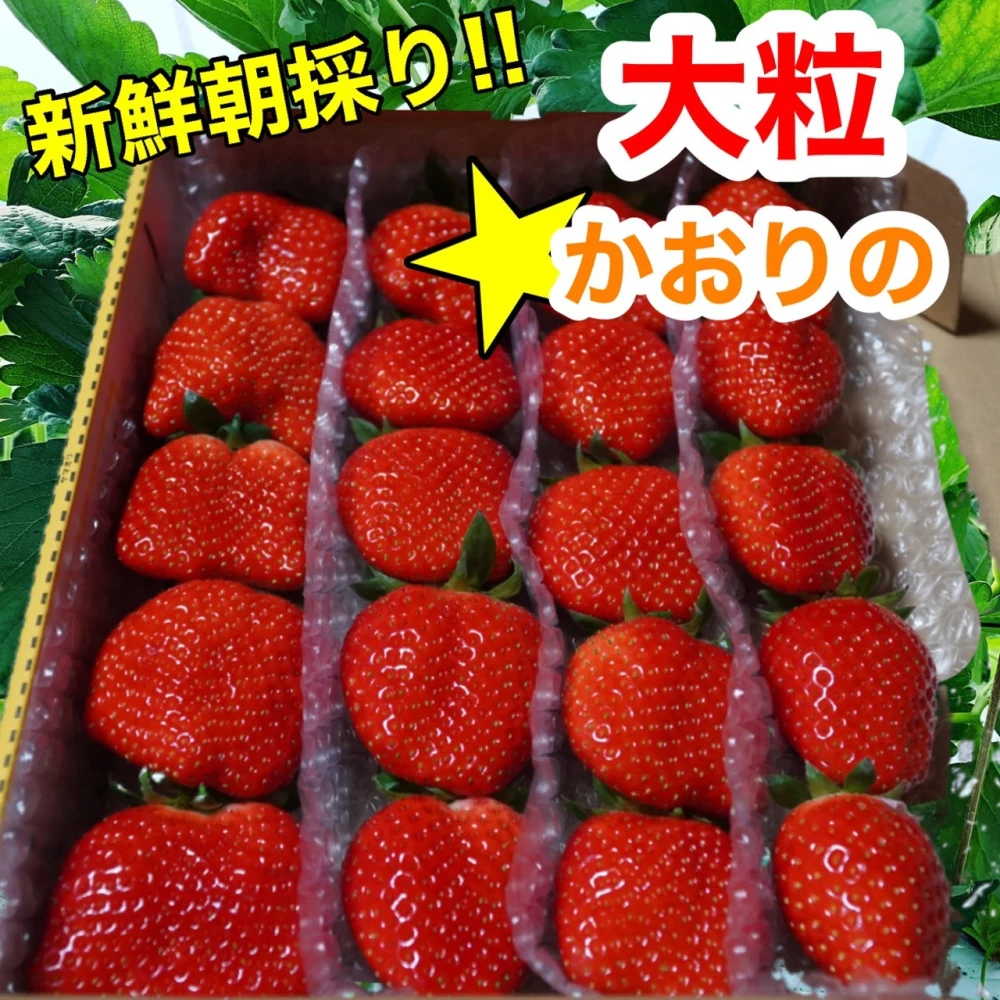 ☆新鮮朝採り☆かんちゃん農園の甘い大粒いちご｜果物の商品詳細