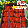かおりの　常温【大粒】新鮮朝採りいちご