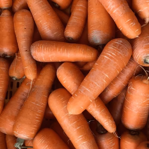にんじん1kg〜10kg