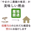 ２日期間限定価格　特選しいたけ大サイズ1キロ 徳島県産　やまのこ農園