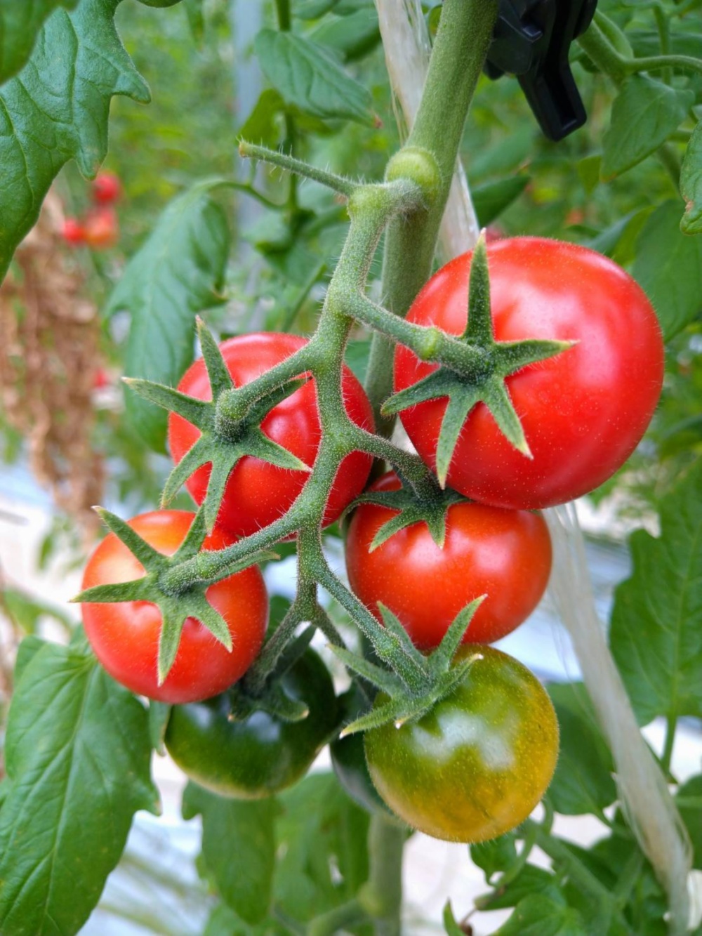 バックナンバー春トマトに注目だ〜🍅今週のおすすめ新着出品[